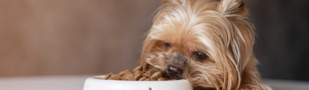 Alimentation yorkshire terrier