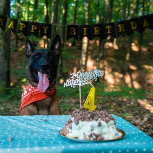 aliments dangereux pour le berger belge malinois