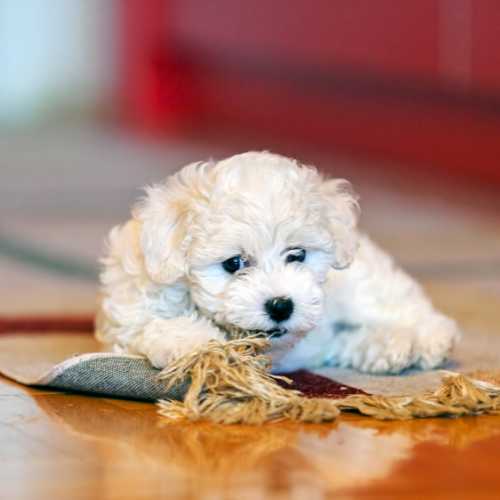 aliments dangereux bichon frisé