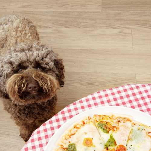 aliments dangereux caniche