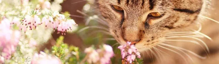 allergies chats pendant le printemps