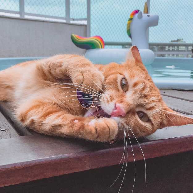 Mon chat maigrit en été. Pourquoi et que faire ? Goodbro
