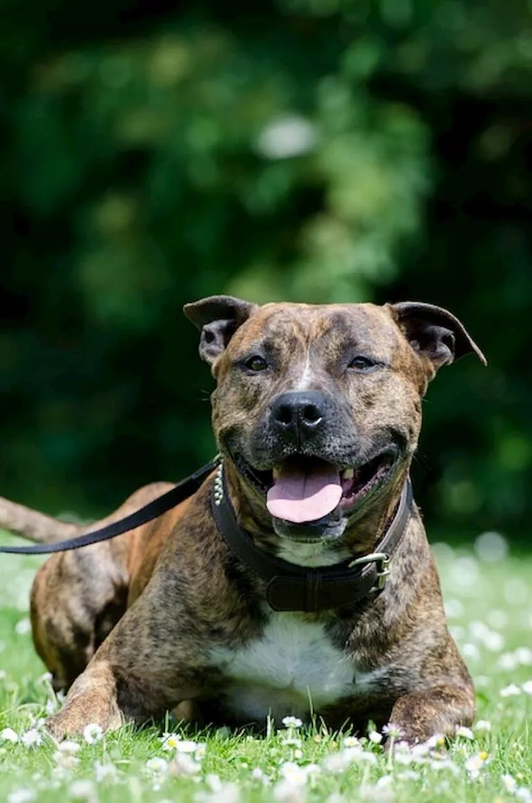 American Staffordshire Terrier fauve et blanc en promenade