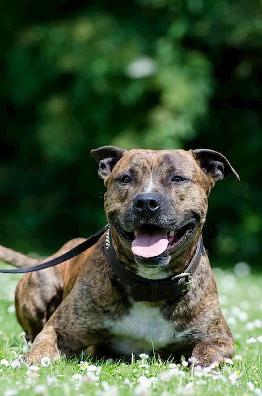 Nantes. Elle crée sa marque de vêtements pour chiens