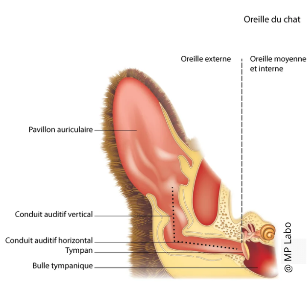 anatomie conduit auditif chat en forme de L