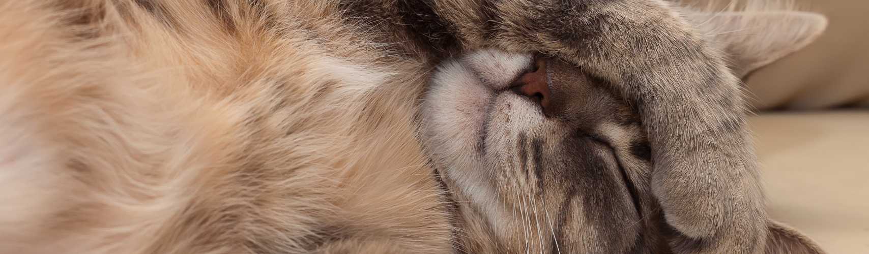 L’Art de Vivre Zen avec nos Amis Félins : Sélection de 5 anti-stress naturels pour chat !