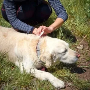 anti-tiques pour chiens