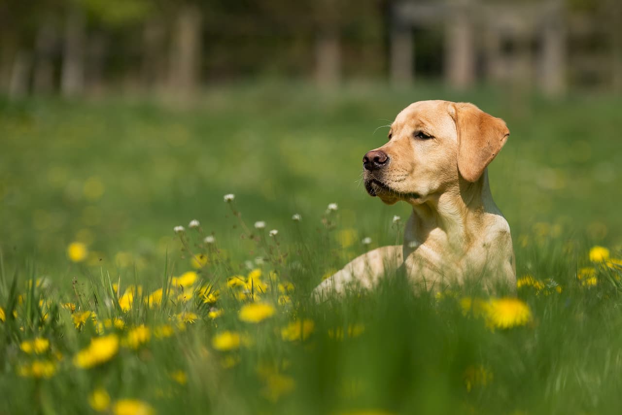 Aoûtats chez le chien : causes, symptômes et traitement