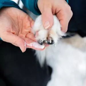 application baume coussinet chien avec huile neem