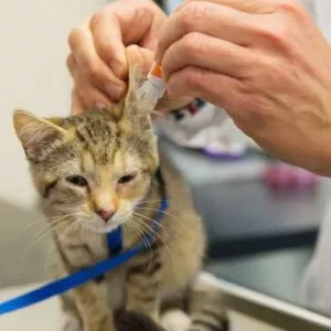 application d'un nettoyant auriculaire dans l'oreille d'un chat