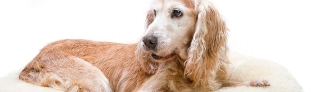 arthrose chien : comment soulager les douleurs