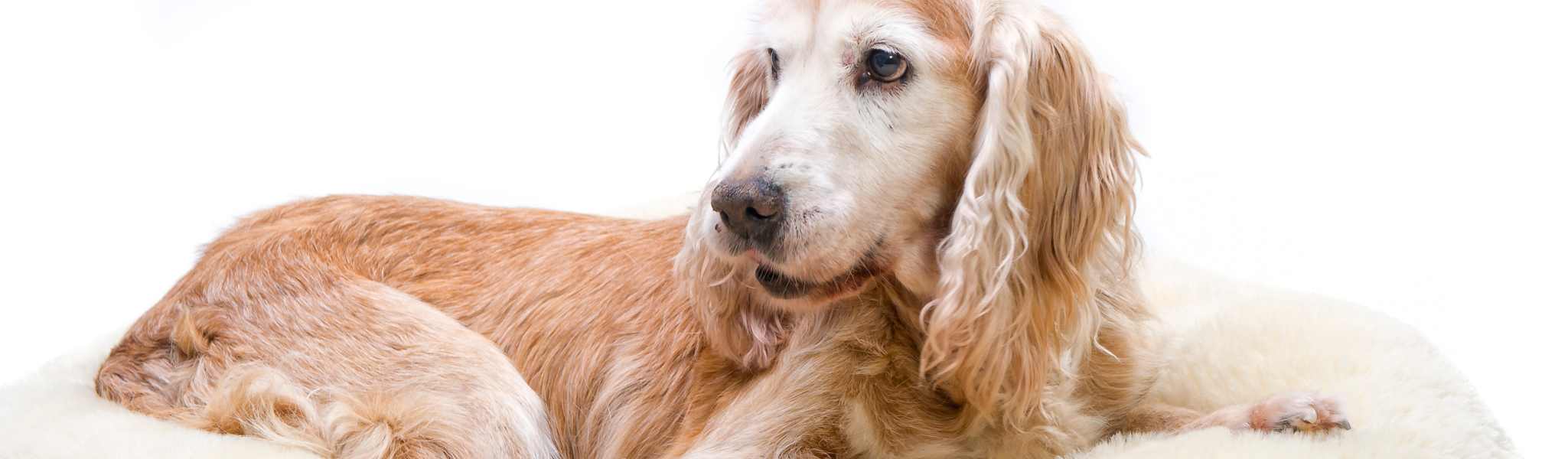 Arthrose chez le chien : causes, symptômes et traitement