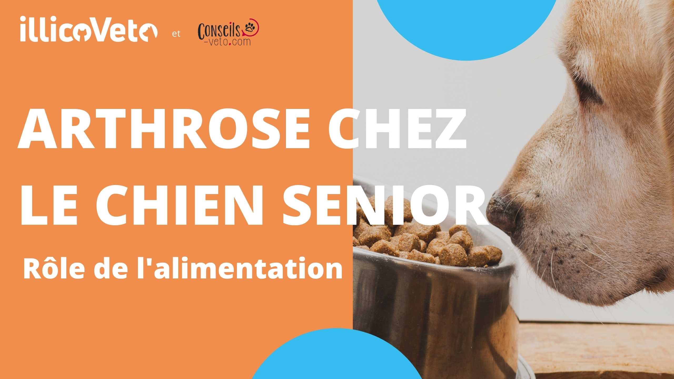 Arthrose chez le chien senior: rôle de l’alimentation