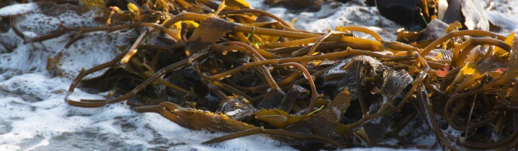 ascophyllum nodosum pour chien