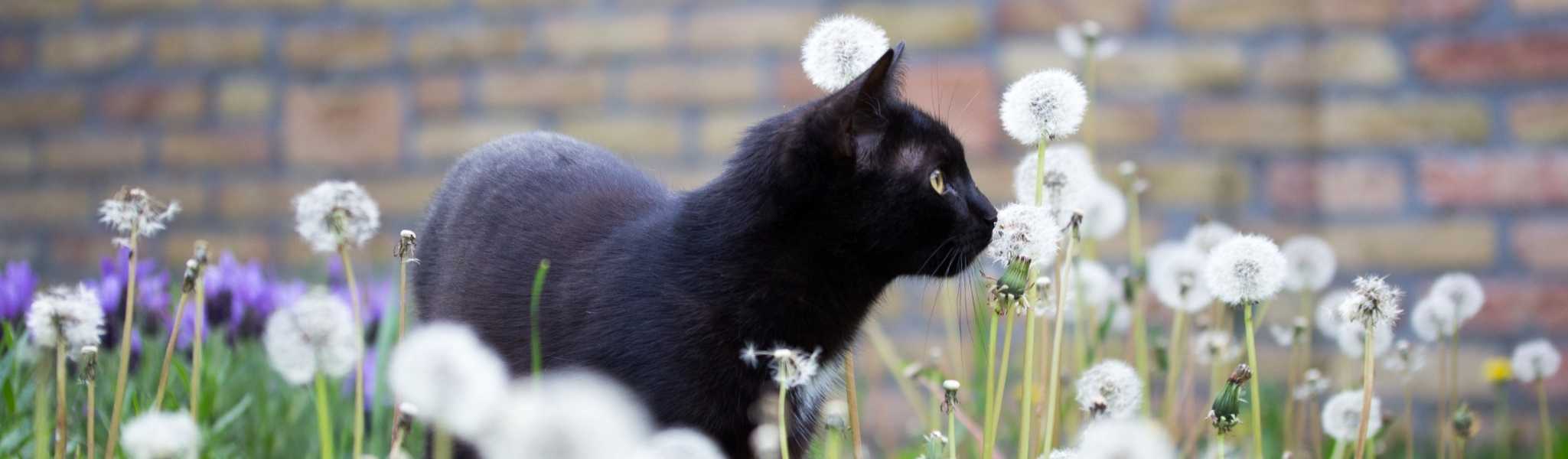 Asthme chez le chat : prévention et traitement