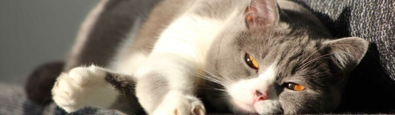 astuces pour un beau pelage chez le chat