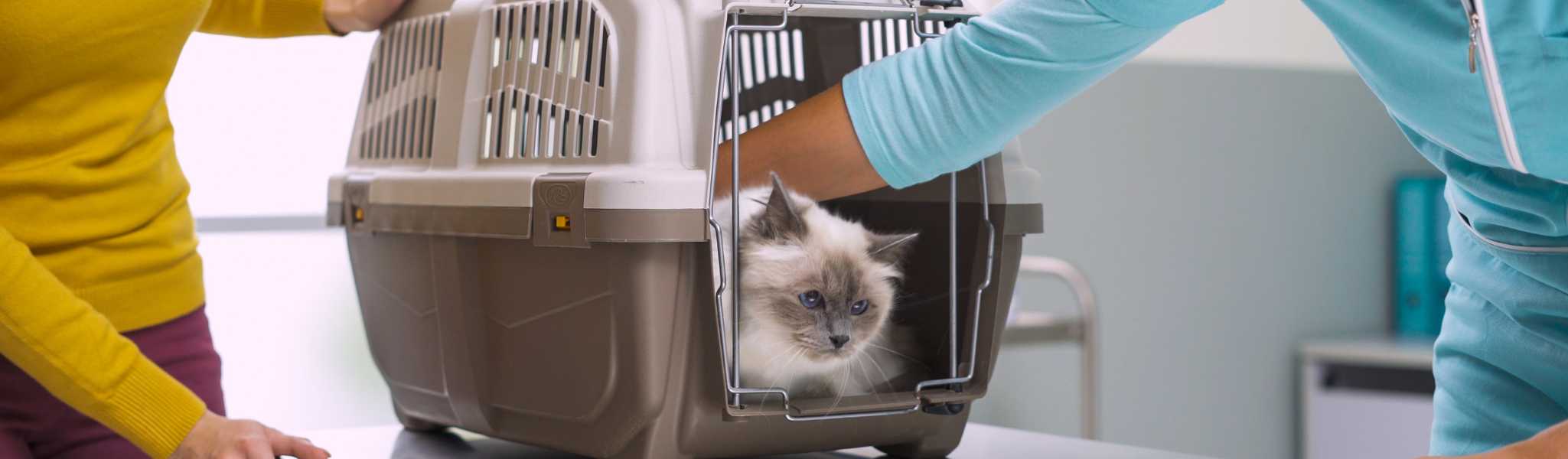 Comment faire entrer son chat dans sa cage de transport ?