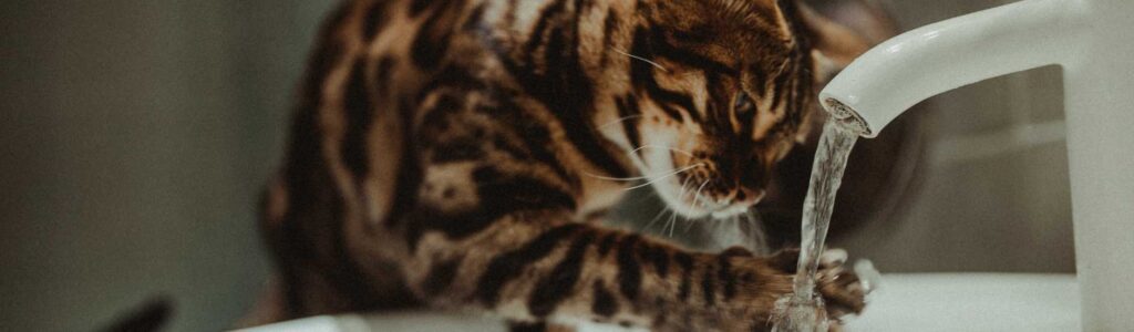astuce pour laver un chat qui a peur de l'eau