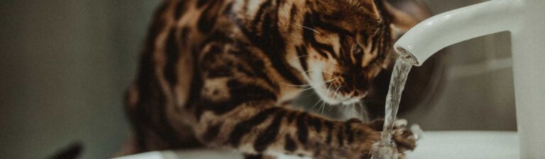 astuce pour laver un chat qui a peur de l'eau