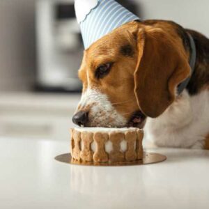attention à la prise de poids chez le beagle