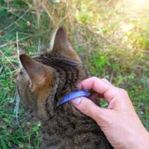 avantages du collier anti puce chat
