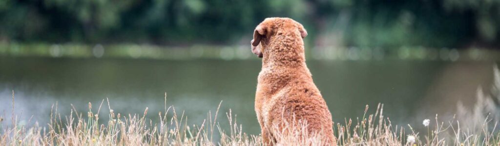 avis carnilove croquettes chien