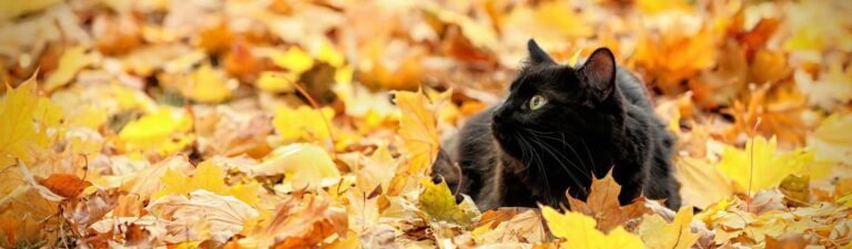 avis croquettes chat carnilove