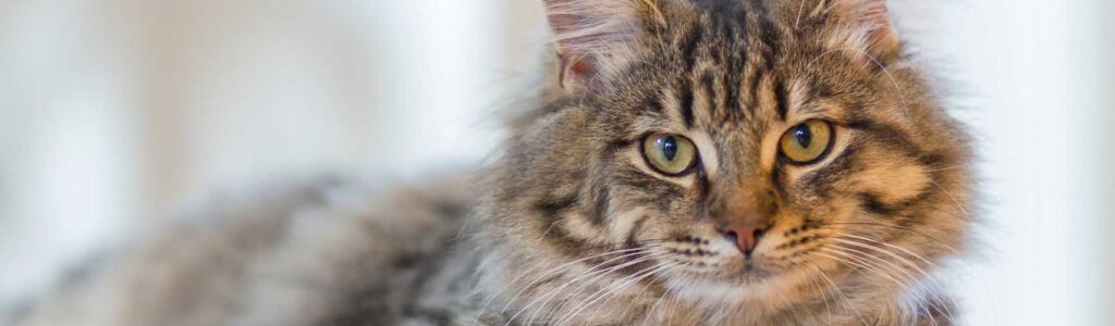 avis croquettes chat royal canin