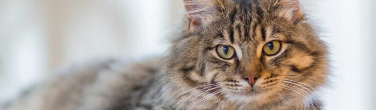 avis croquettes chat royal canin