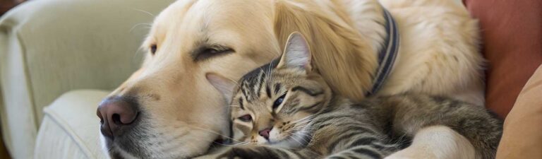 avis croquettes eukanuba