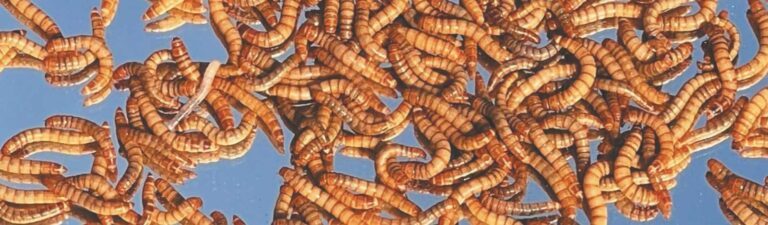 avis croquettes fungfeed