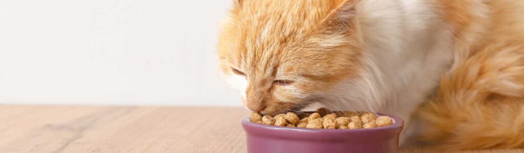 avis croquettes hill's chat