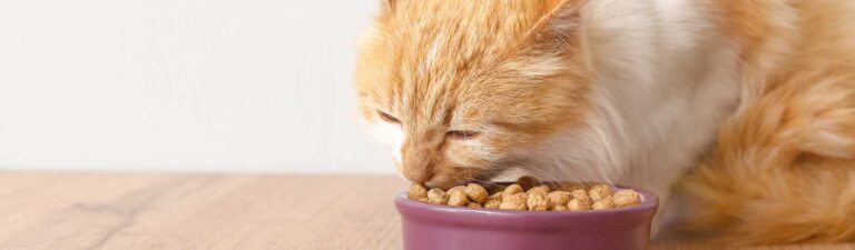 avis croquettes hill's chat