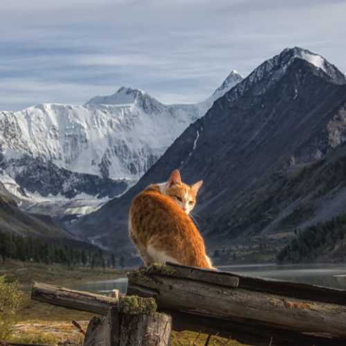 avis croquettes taste of the wild chat