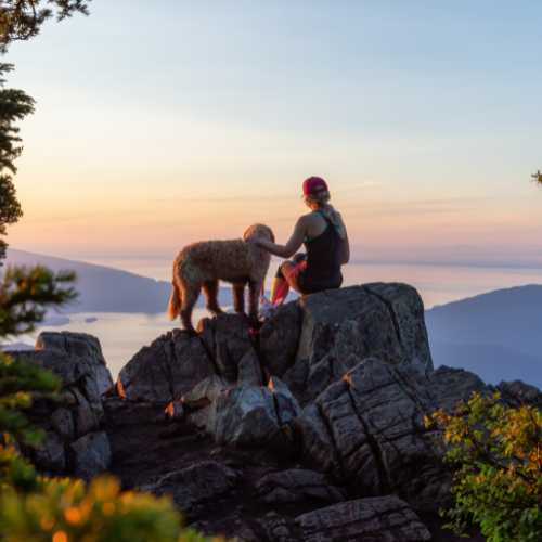 avis croquettes taste of the wild chien