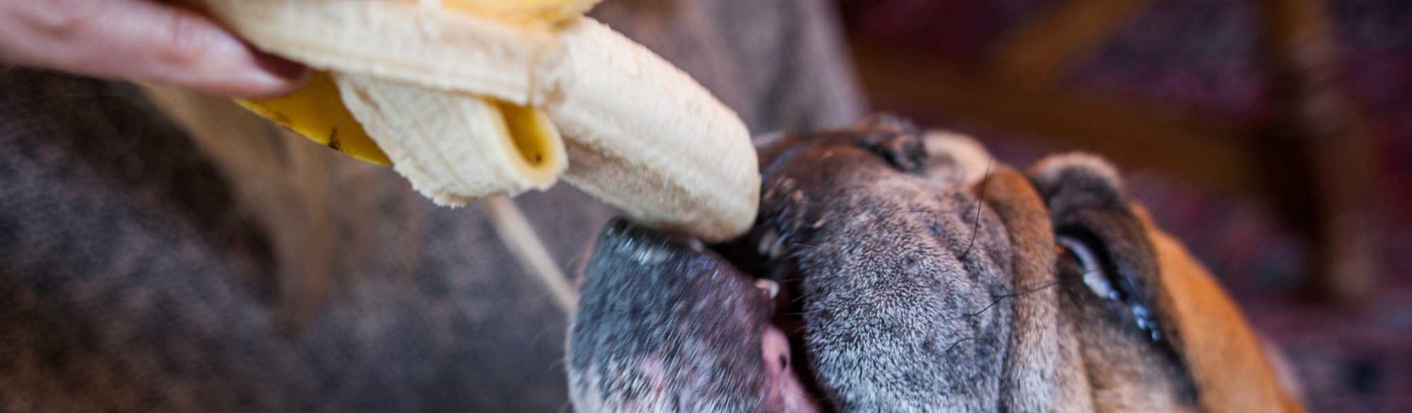 Donner de la banane à un chien : Est-ce une bonne idée ?