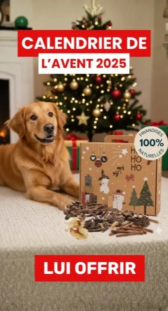 banière promotionnel calendrier de l'avent pour chien