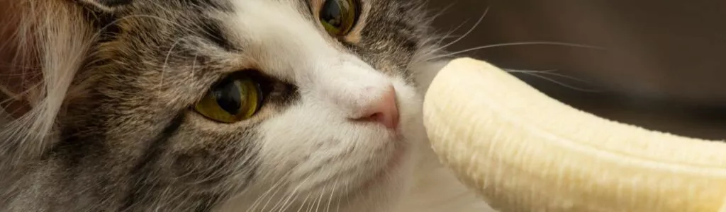bénéfices nutritionnels de la banane pour le chat