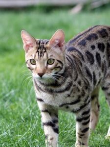 Bengal tacheté aux yeux verts dans un jardin