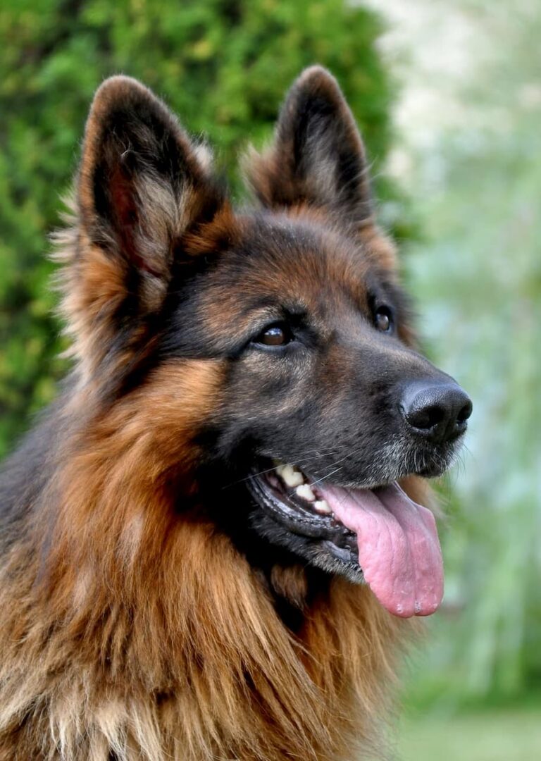 Berger Allemand dans un jardin avec la langue qui pend