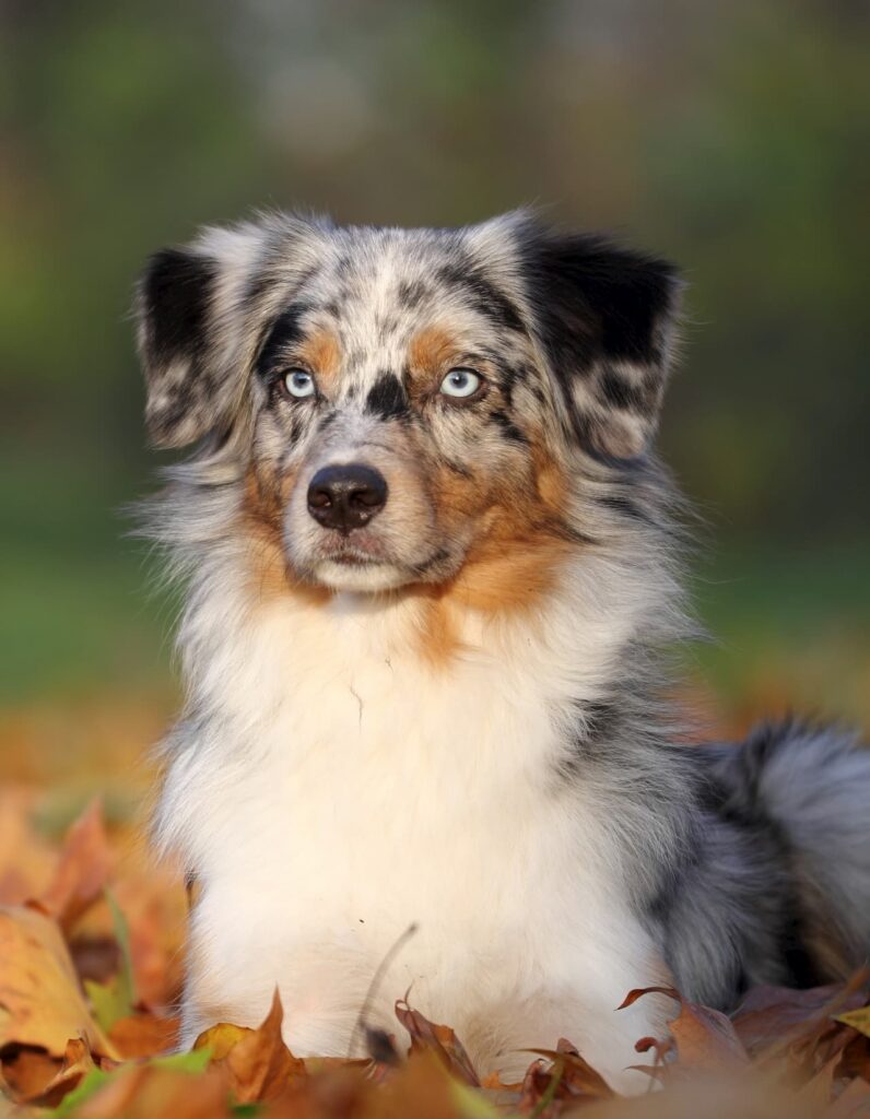 Berger Australien merle dans un champs de feuille en automne