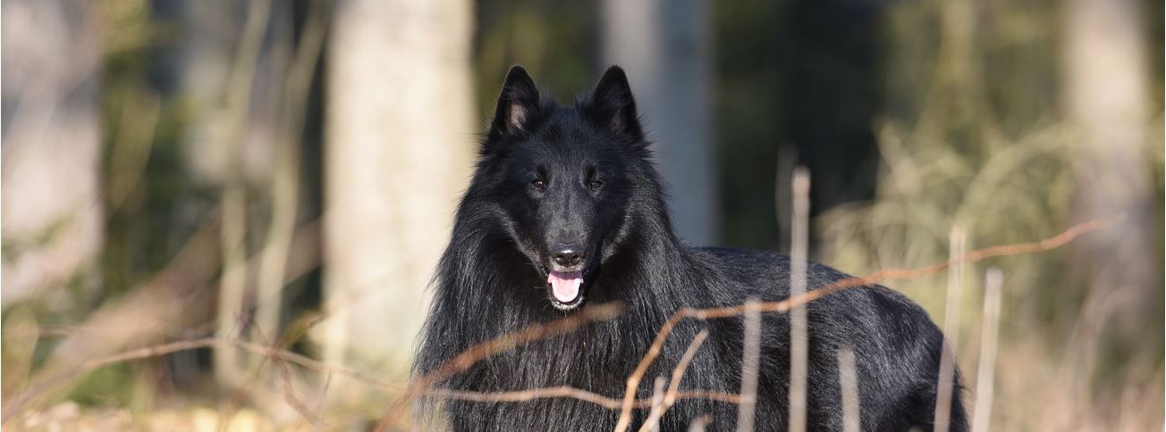 La kératite superficielle chronique chez le chien