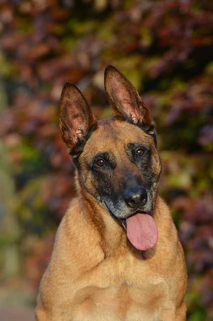 Berger Belge Malinois fauve charbonné en extérieur