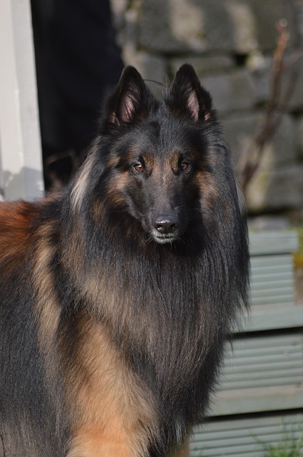 Berger Belge Tervueren fauve à poil long charbonné dans un jardin