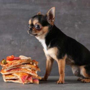 bien nourrir votre chihuahua