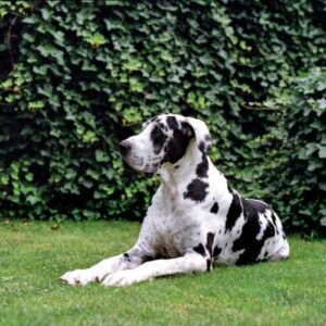 bienfaits de l'alimentation pour la santé de votre dogue allemand