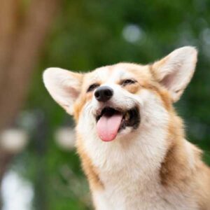 bienfaits antiparasitaire du vinaigre des 4 voleurs pour le chien