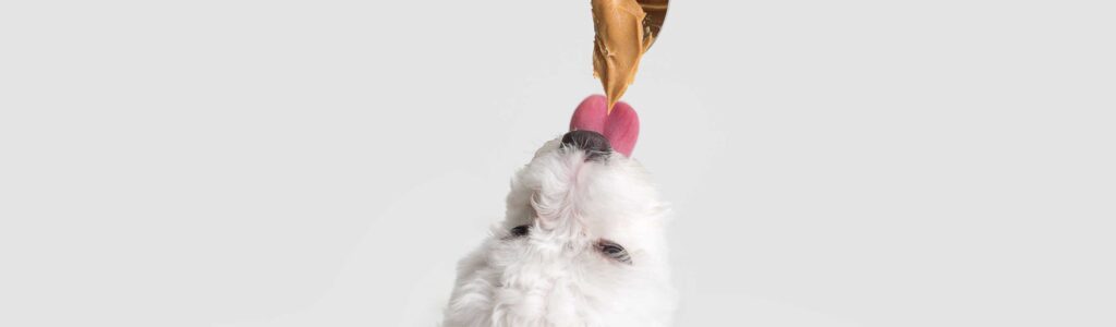 bienfaits du beurre de cacahuète chez le chien