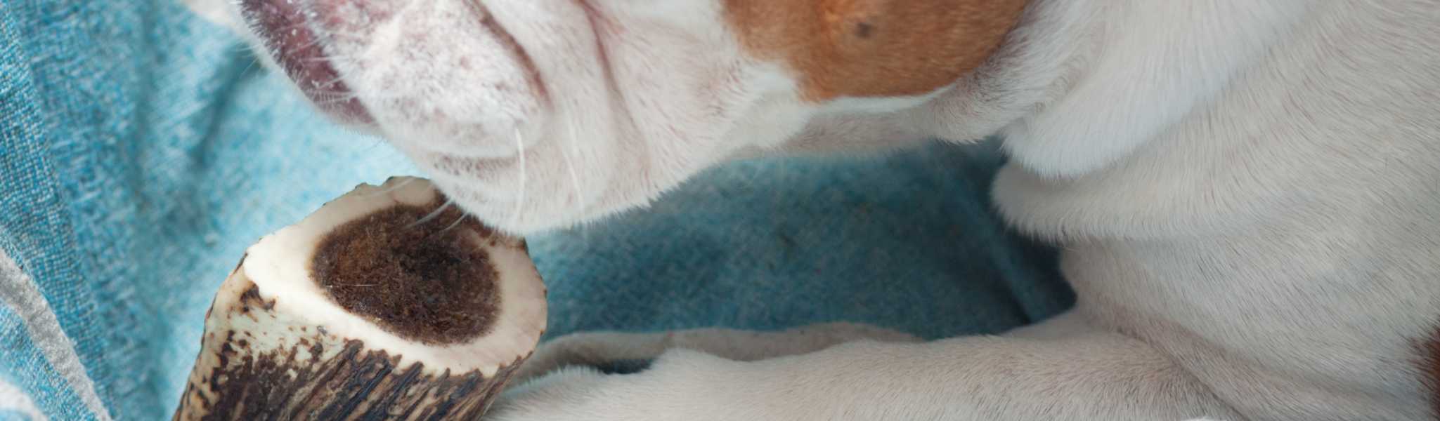 Bois de Cerf pour Chien : Dangereux ou excellente friandise naturelle pour votre animal ?