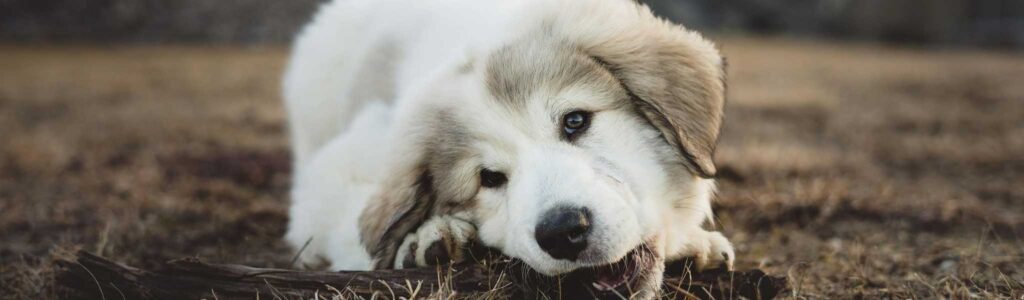 bienfaits des cous de poulet à mâcher chez le chien